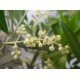 Bach Flower Remedies for Animals - Olive